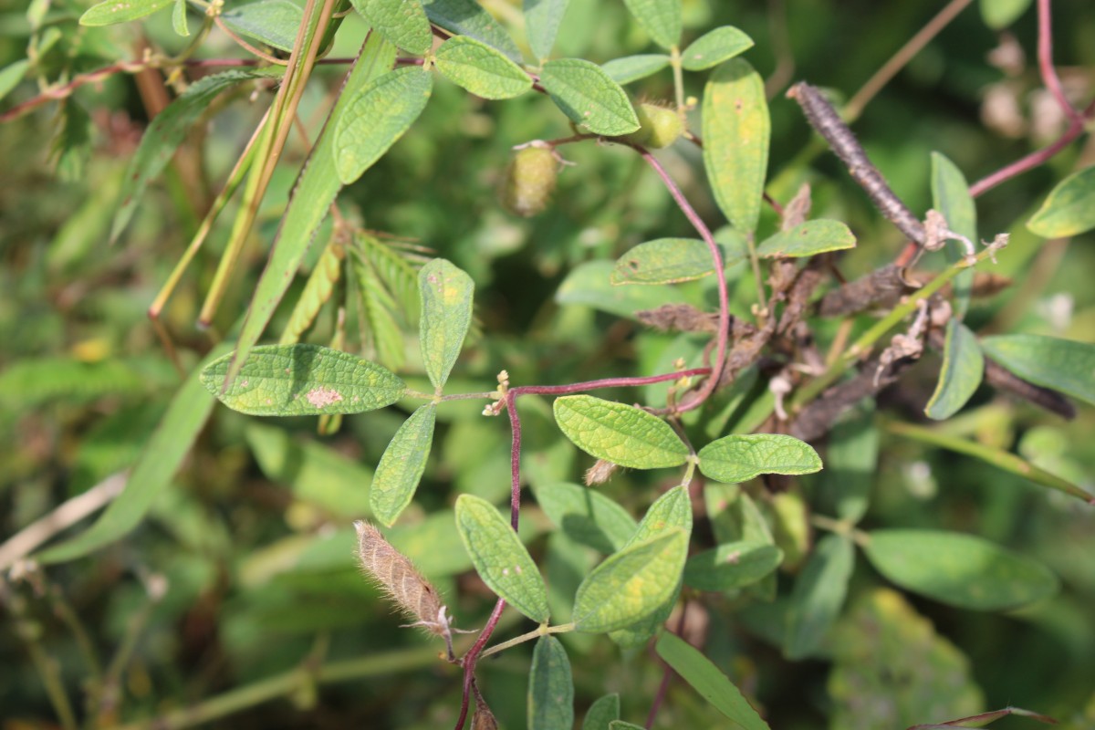 Cajanus scarabaeoides (L.) Thouars